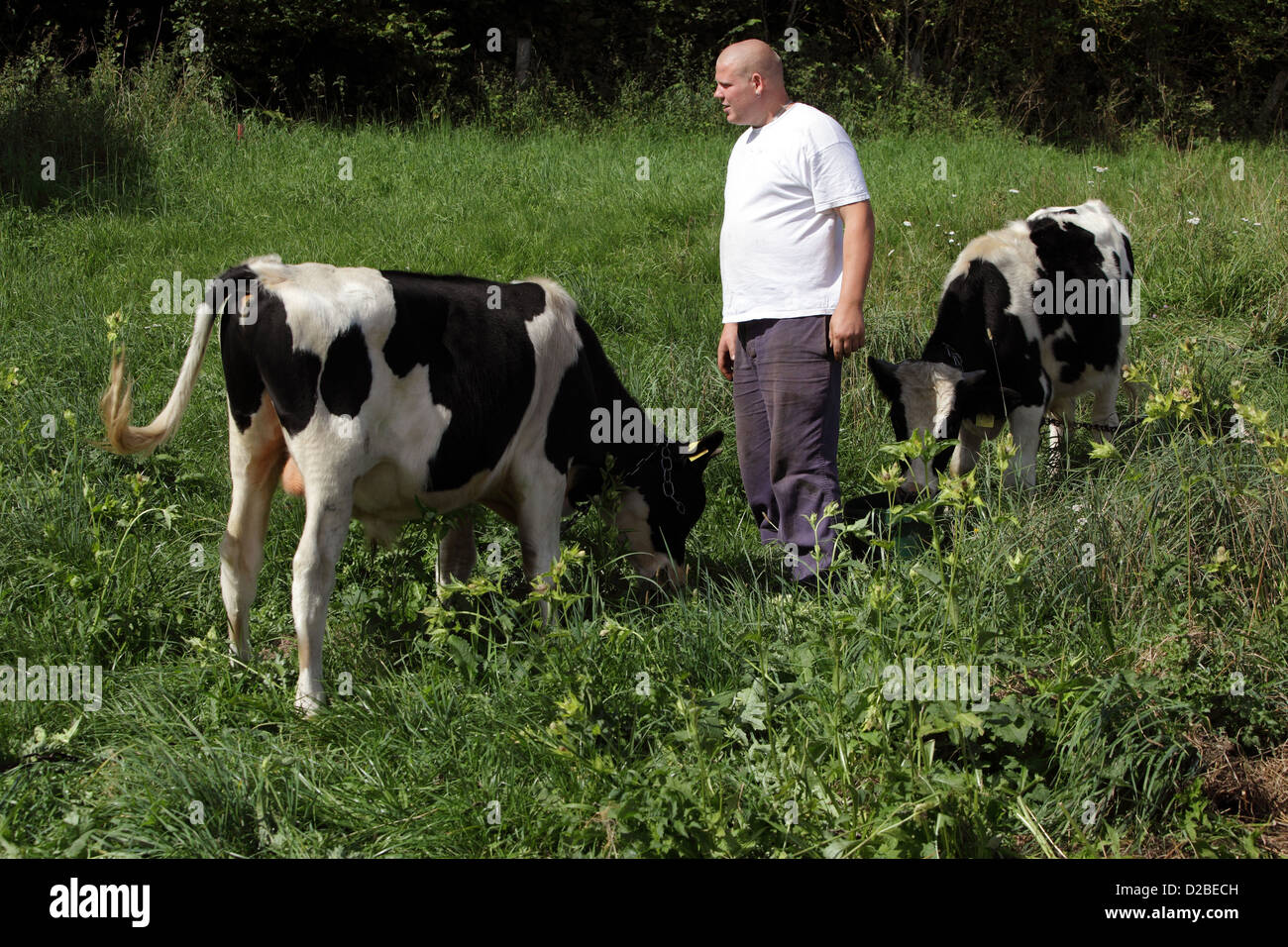 Risplendente village, la Germania, l'agricoltore e giovani tori in un campo lucrativo Foto Stock