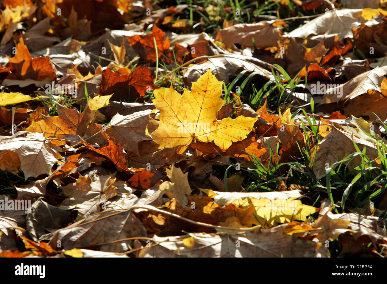 A Dresda, Sassonia, foglie di autunno giacente a terra sotto il sole Foto Stock