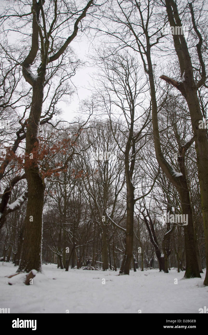 Londra, UK, sabato 19 gennaio 2013. Snowy Richmond Park, Londra. 2013 viene disattivato per un avviamento a freddo come gelo colpisce il Regno Unito. Nel corso del fine settimana del XIX Gennaio oltre dieci centimetri di neve sono caduti in alcune aree del Regno Unito con più attesi per l'inizio della settimana seguente. Foto Stock