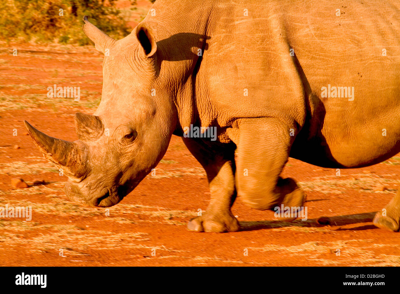 Sud Africa, Parco Nazionale Kruger. Raro rinoceronte bianco Foto Stock