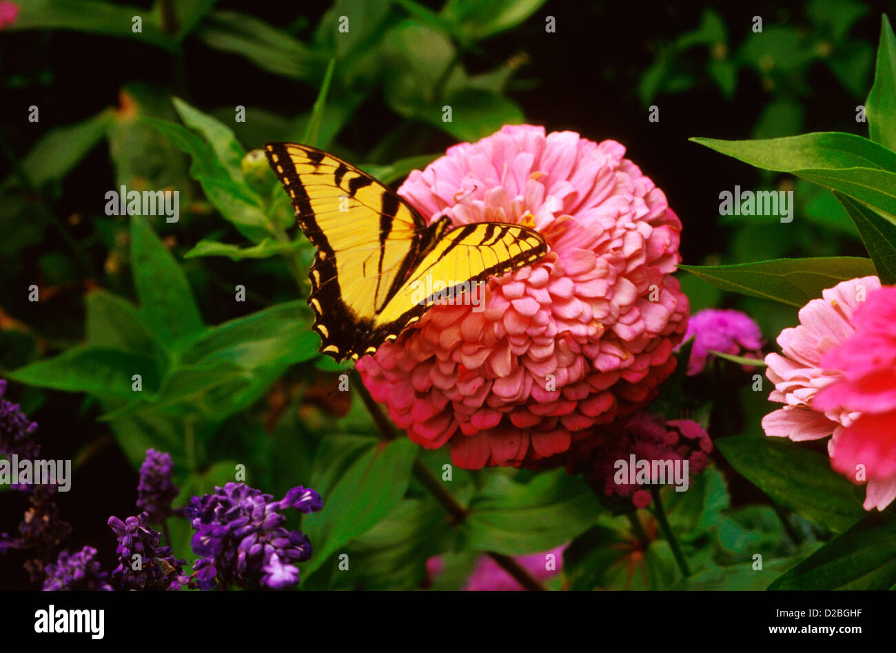 Farfalla monarca Foto Stock