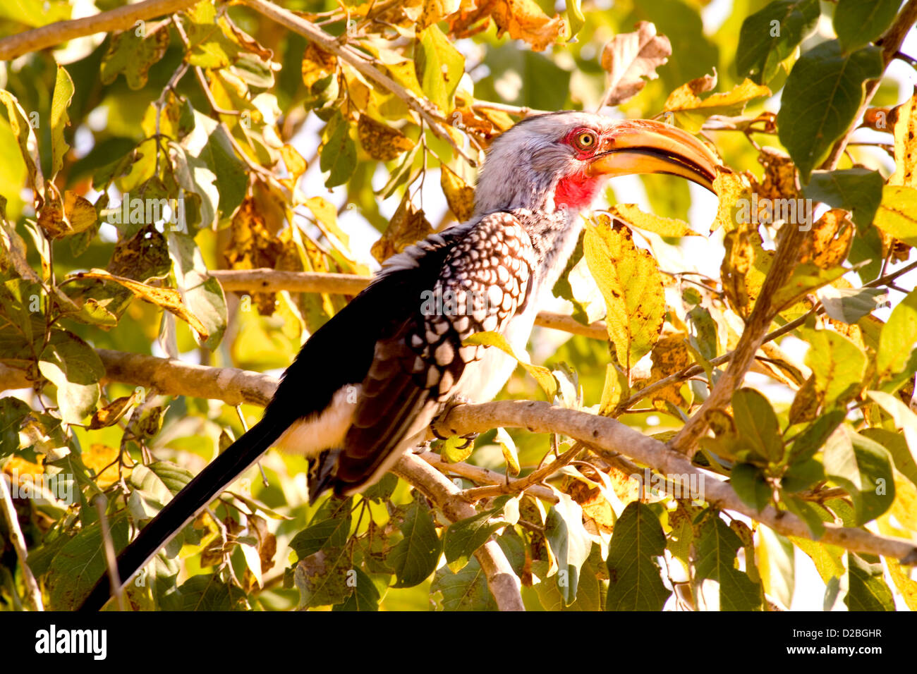 Sud Africa, Parco Nazionale Kruger. Yellowbill Hornbill Bird Foto Stock