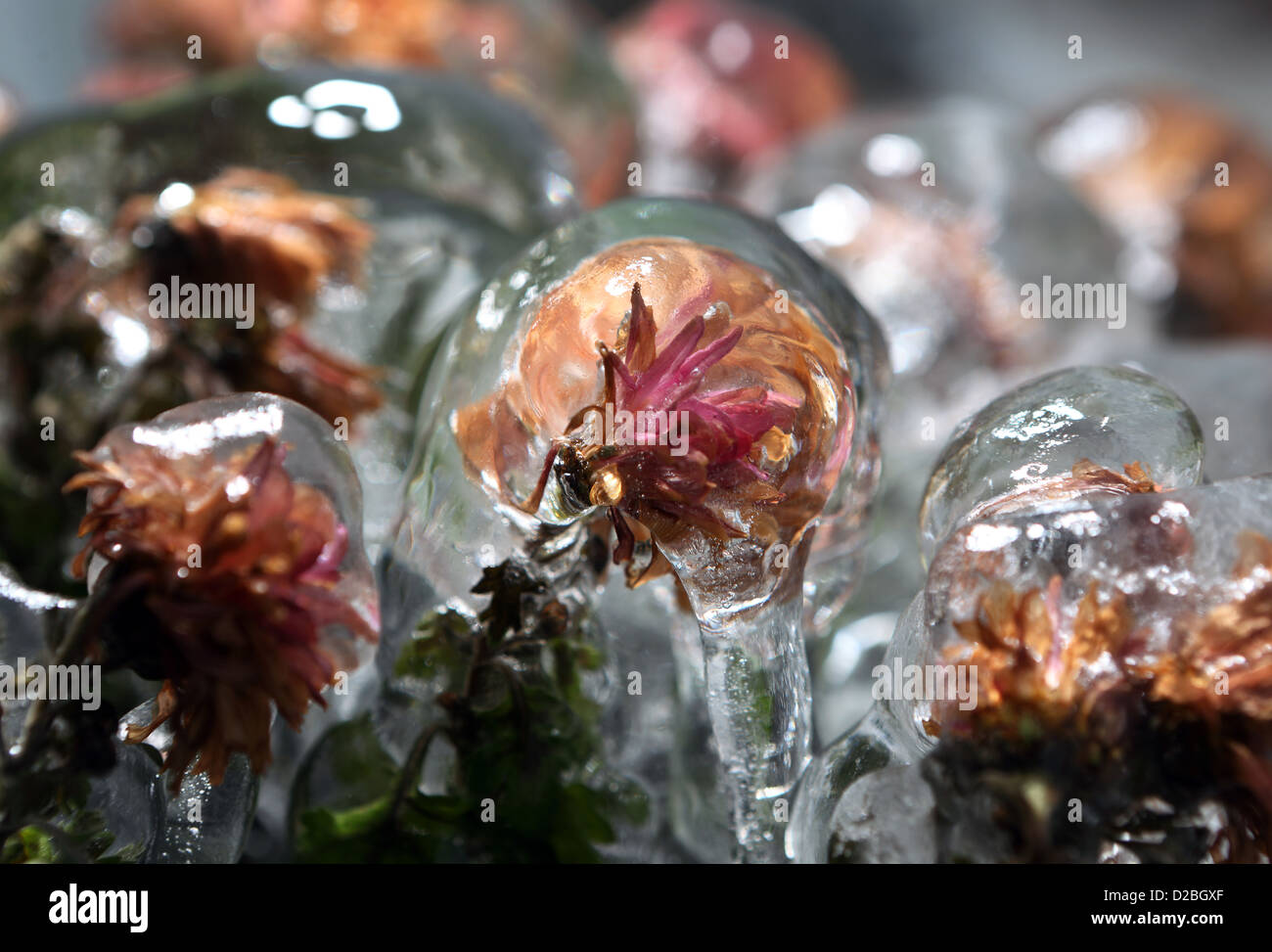 Berlino, Germania, congelati fiori Foto Stock