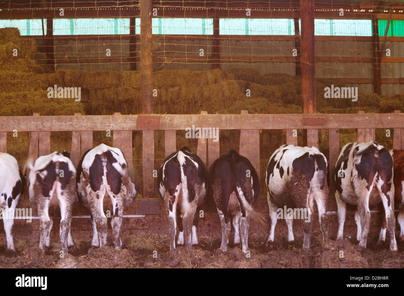 Fila di bovini di razza Holstein, allineato alla mangiatoia Foto Stock