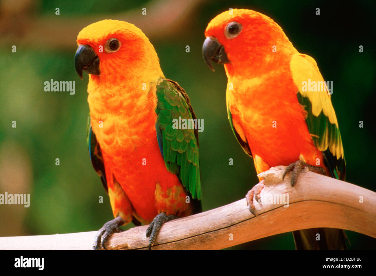Due Orange Macaw uccelli Foto Stock