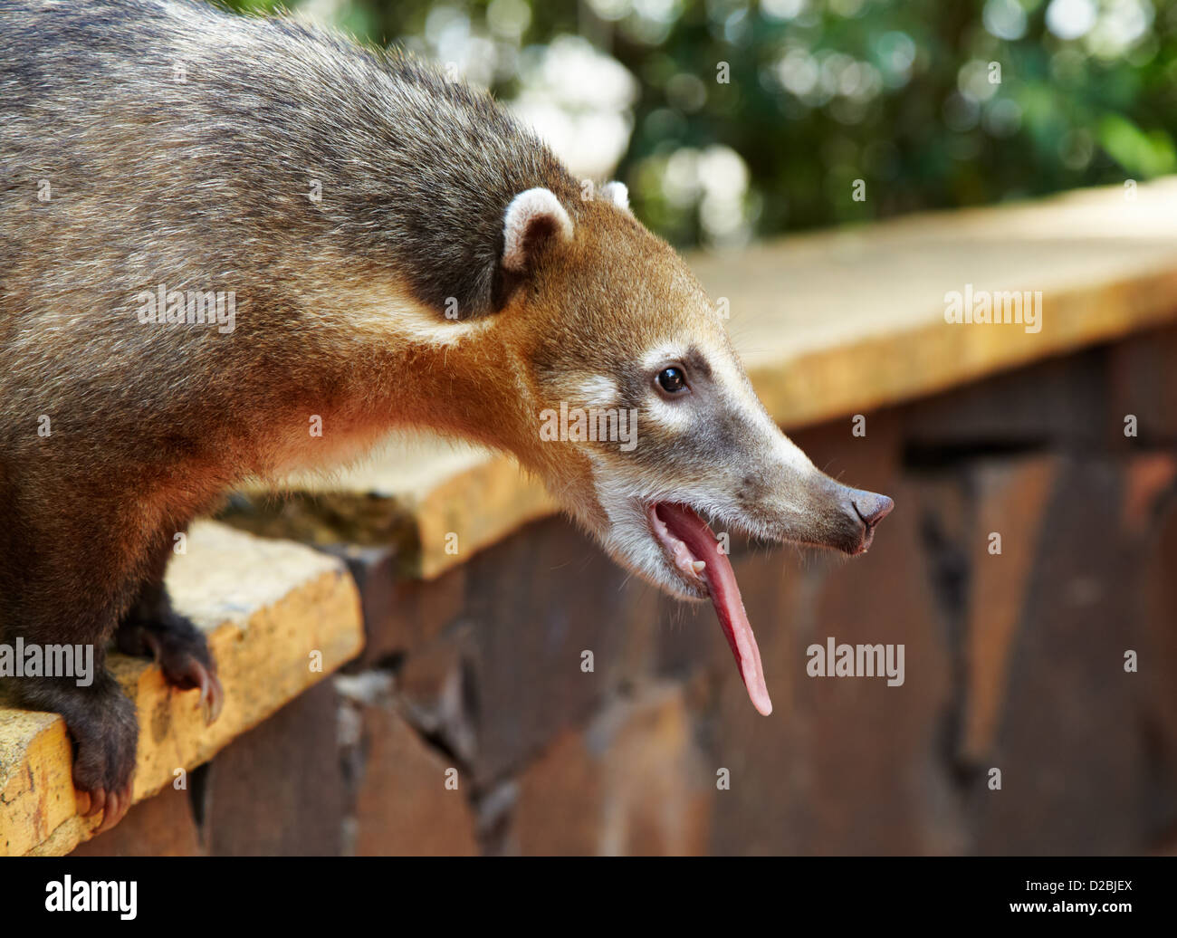 Coati a Iguazu Falls proviene da persone e implora per i prodotti alimentari Foto Stock