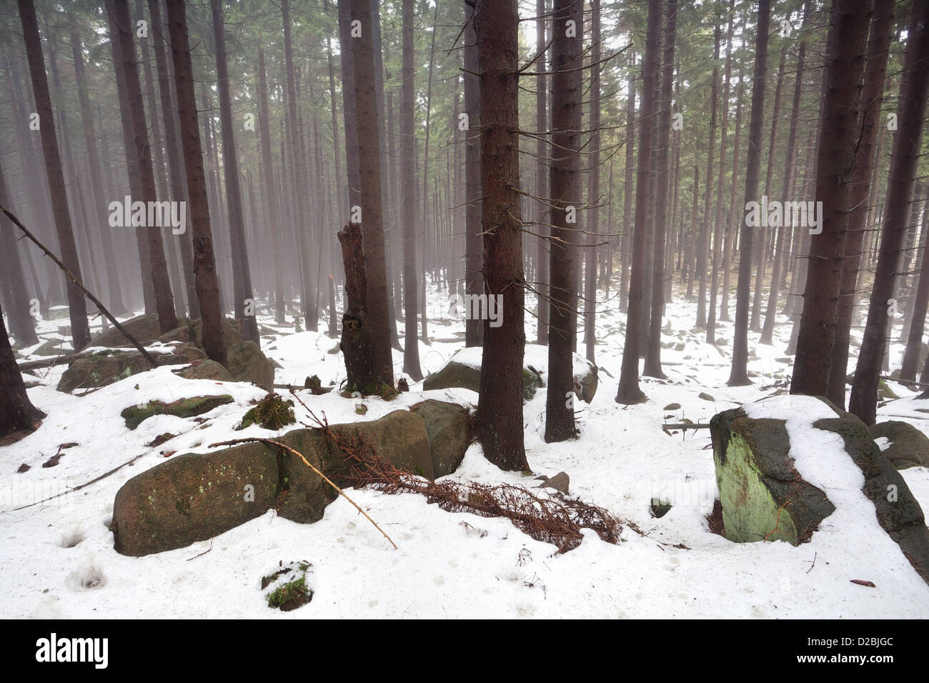 Nebbia e neve nella vecchia foresta di conifere Foto Stock