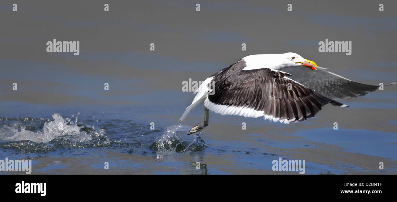Seagull prendendo il cibo dall'acqua (Larus dominicanus) Foto Stock