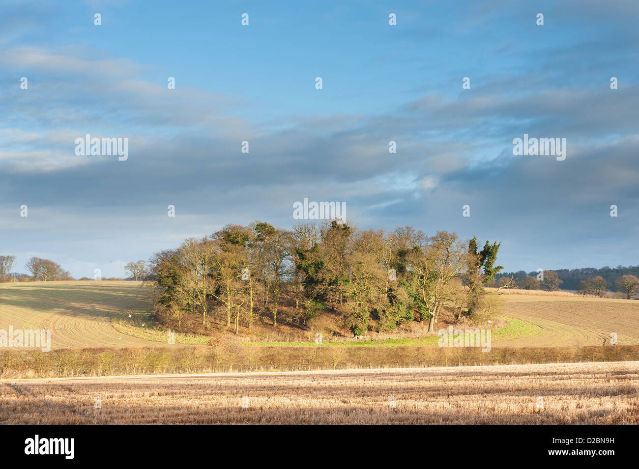 Ceduo di latifoglie in terreni coltivati, North Norfolk, Inghilterra, Regno Unito, Gennaio Foto Stock