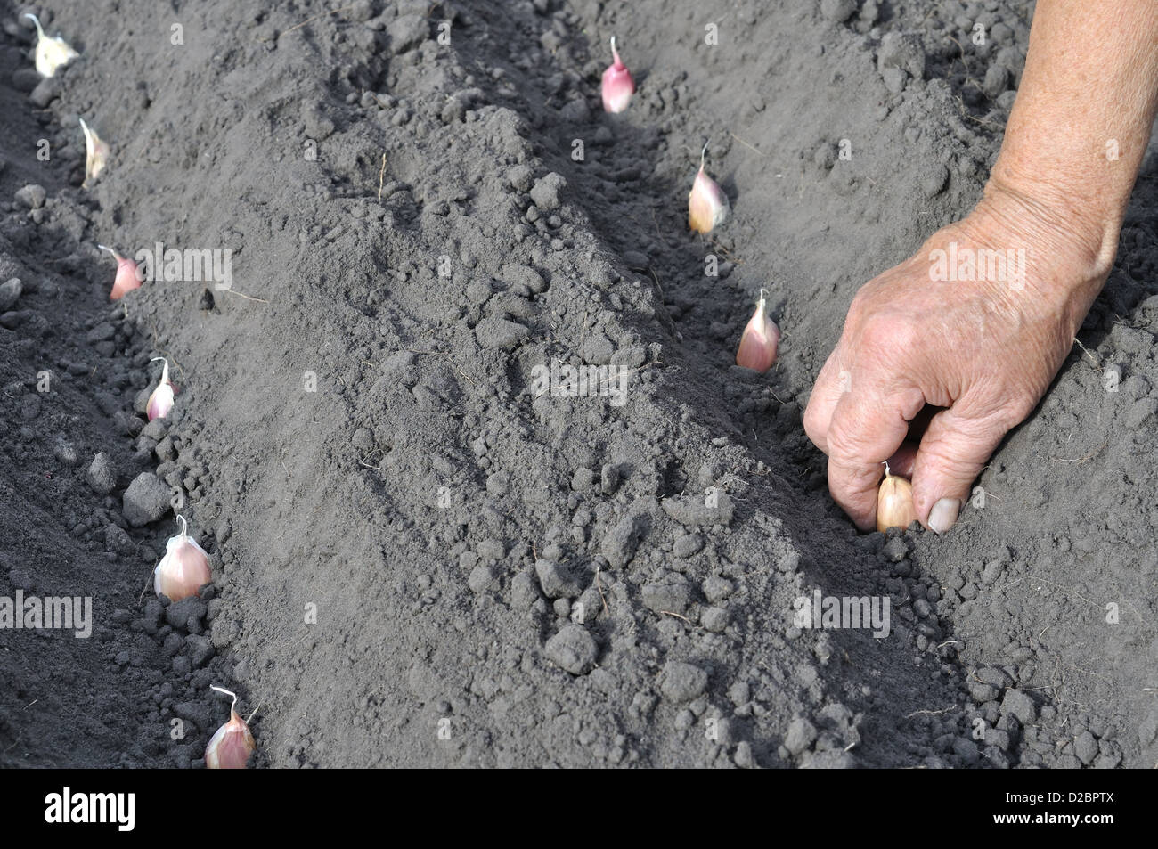 Senior donna piantare aglio nel giardino vegetale Foto Stock