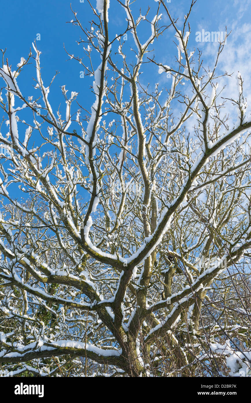 Tree branhes ricoperta di neve contro il cielo blu, Foto Stock