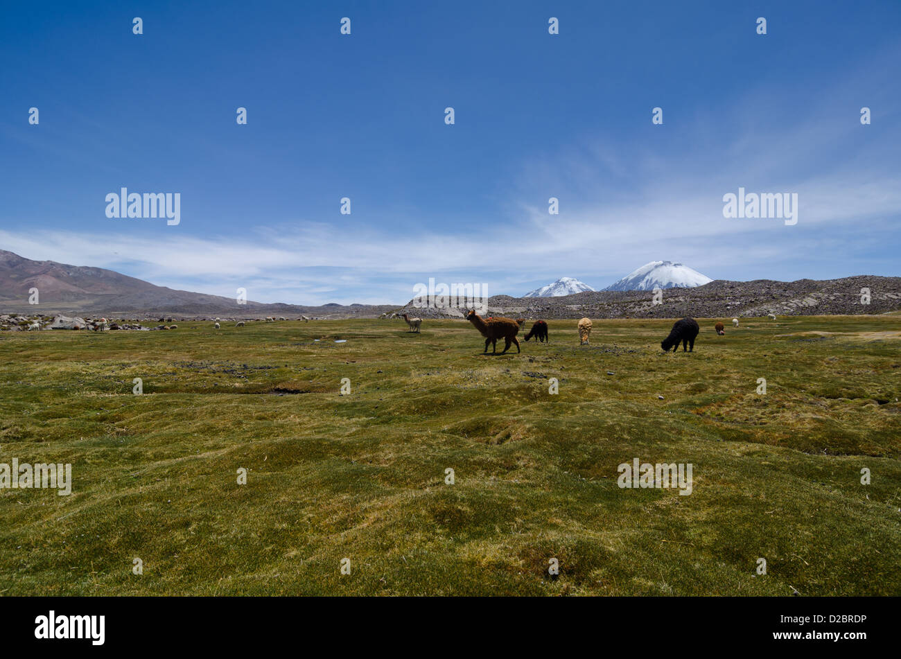 Alpaca in Lauca National Park, Cile Foto Stock