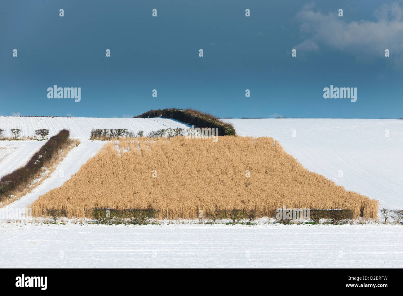 Il miscanto (comunemente noto come erba elefante) cresciuto come un gioco raccolto di coperta per la lingua inglese pernici, North Norfolk, Inghilterra. Foto Stock