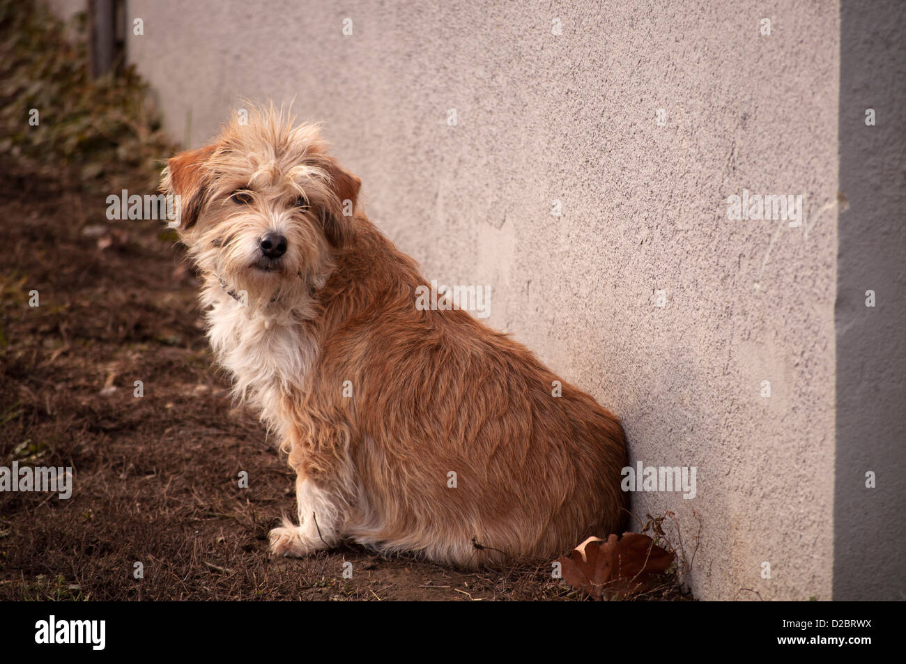 Carino cane lanuginoso Foto Stock