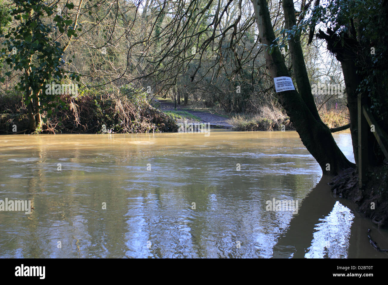 Il Fiume Mole al Box Hill Surrey, dove le pietre miliari sono sommersi in acqua alta dopo abbondanti piogge. Foto Stock
