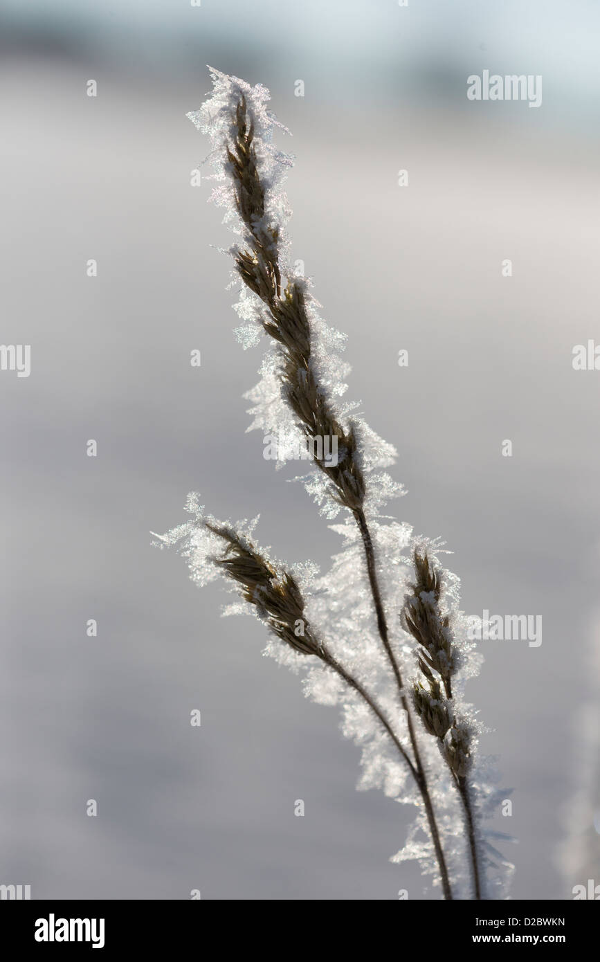 Frost incrostati di erba seedhead, Inghilterra, Gennaio Foto Stock