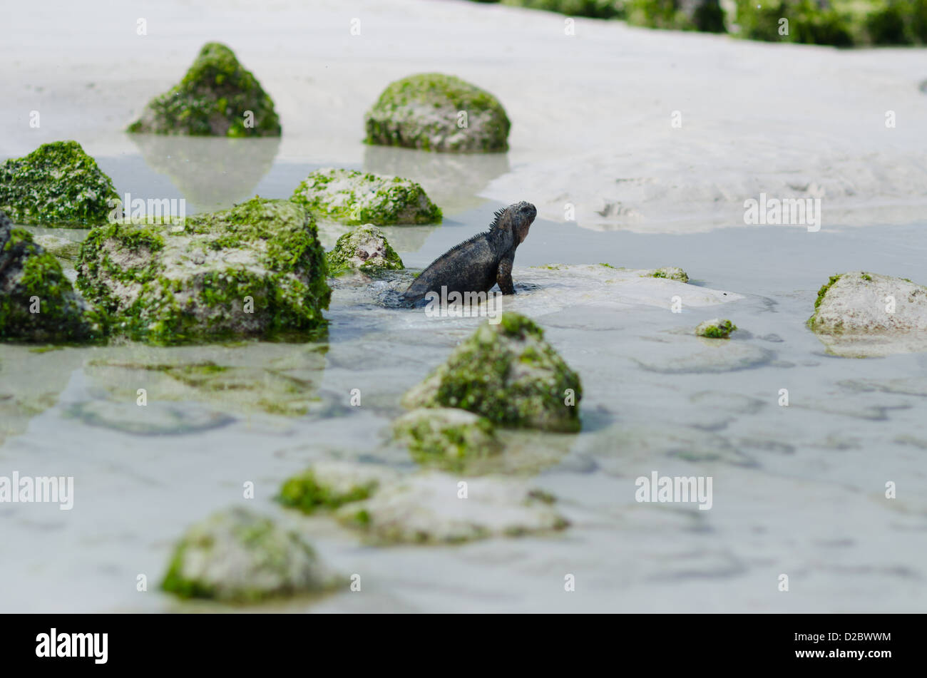 Iguane Marine sulle isole Galpagos, Ecuador Foto Stock