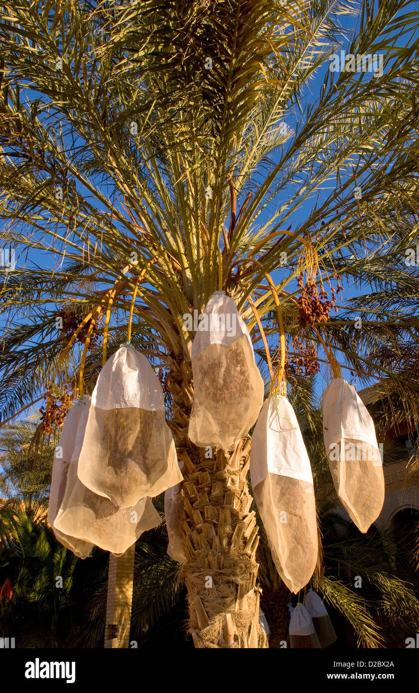 Sacchetti da Palm Tree per proteggere date dalla pioggia e le condizioni meteorologiche in Tozeur Tunisia Foto Stock