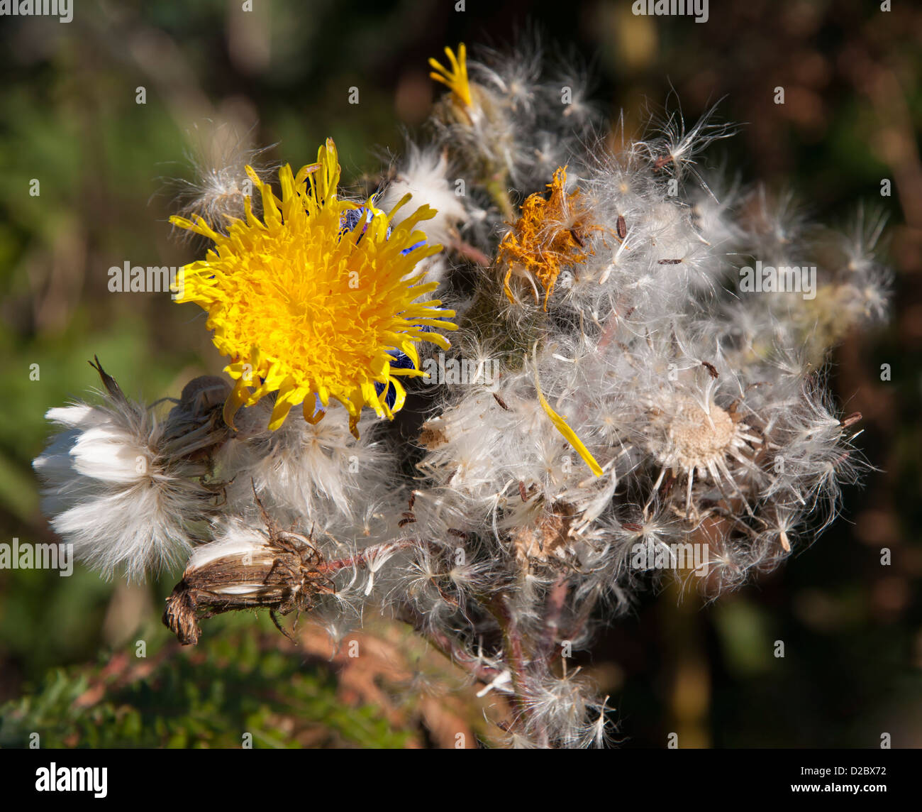 Fatturati hawksbeard in autunno siepe Foto Stock