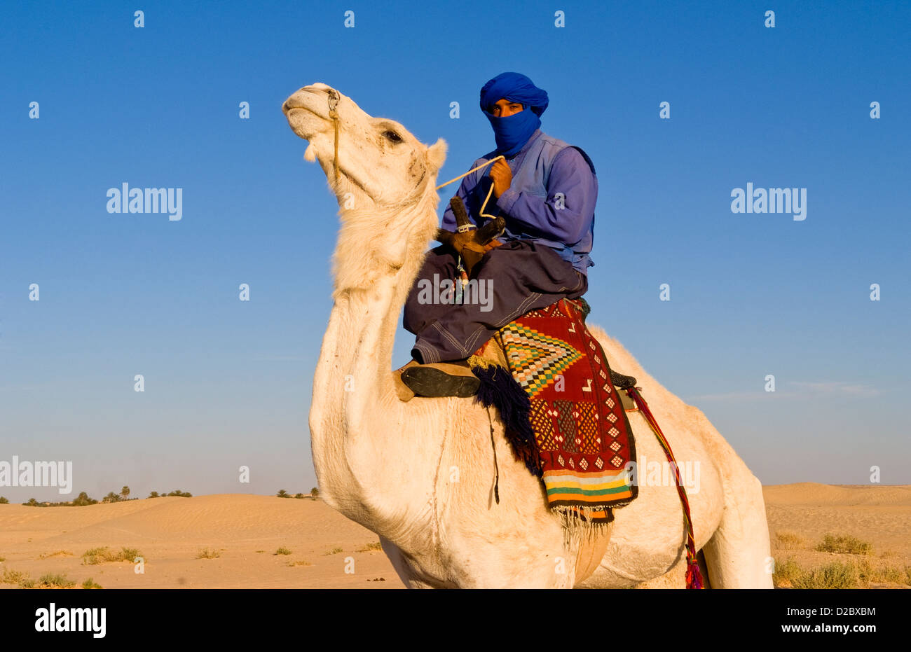 Beduina locale uomo sulla corsa in cammello, Douz, Sahara in Tunisia Foto Stock