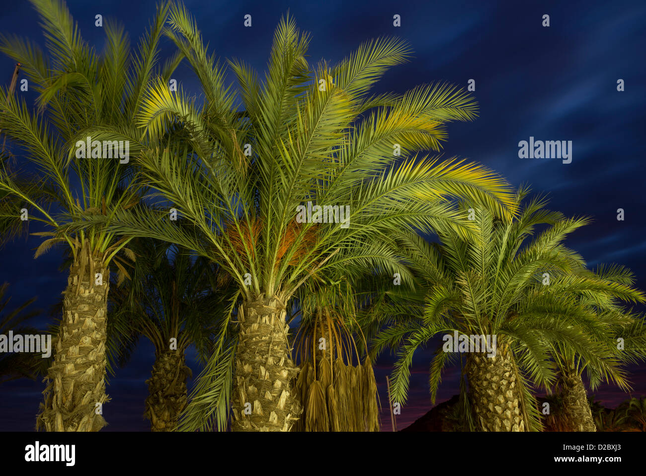 Palm Tree e illuminazione artificiale al tramonto Foto Stock