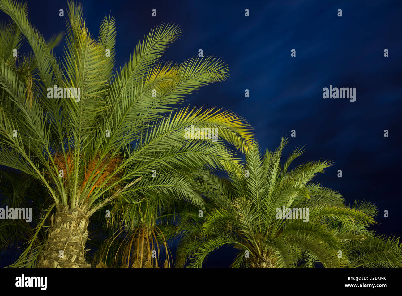 Palm Tree e illuminazione artificiale al tramonto, Cartagena, Murcia, Spagna, Europa Foto Stock