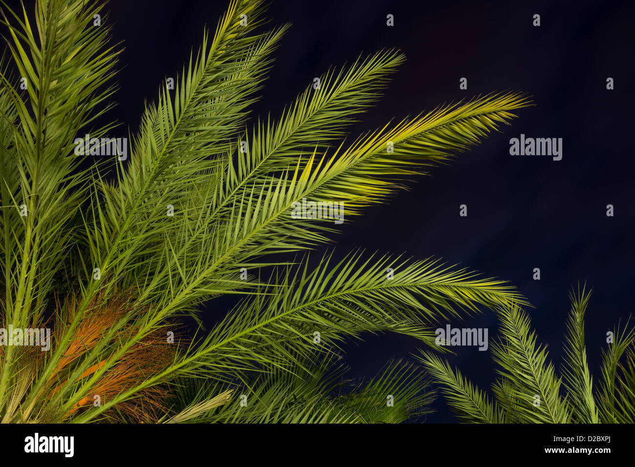 Palm Tree e illuminazione artificiale al tramonto Foto Stock