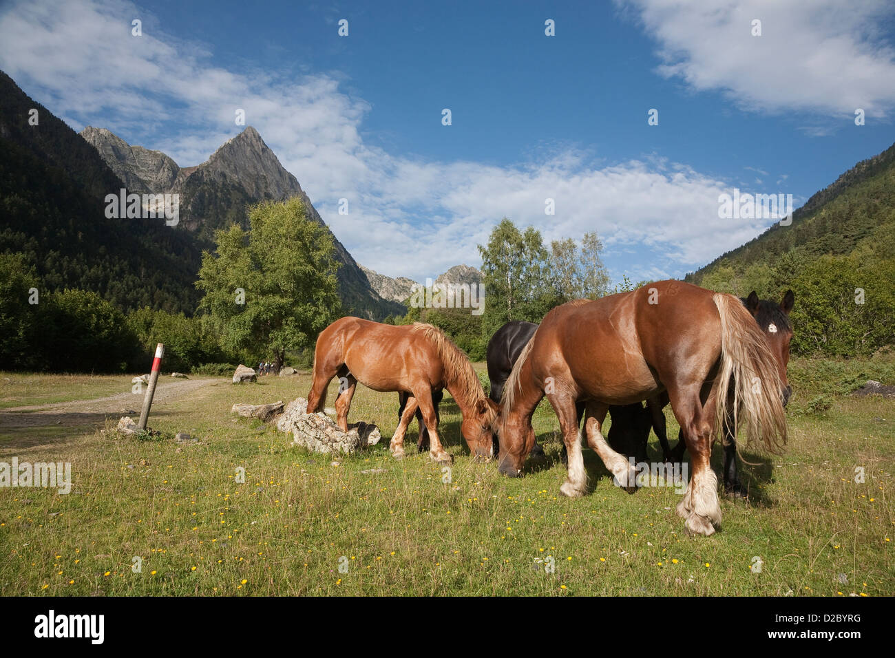 Cavalli selvaggi pascolo lungo il GR 11 vicino al villaggio di Espot - Aigüestortes i Estany de Sant Maurici National Park Foto Stock