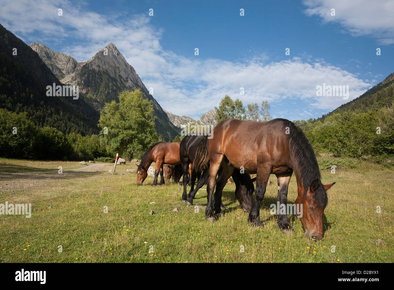 Cavalli selvaggi pascolo lungo il GR 11 vicino al villaggio di Espot - Aigüestortes i Estany de Sant Maurici National Park Foto Stock