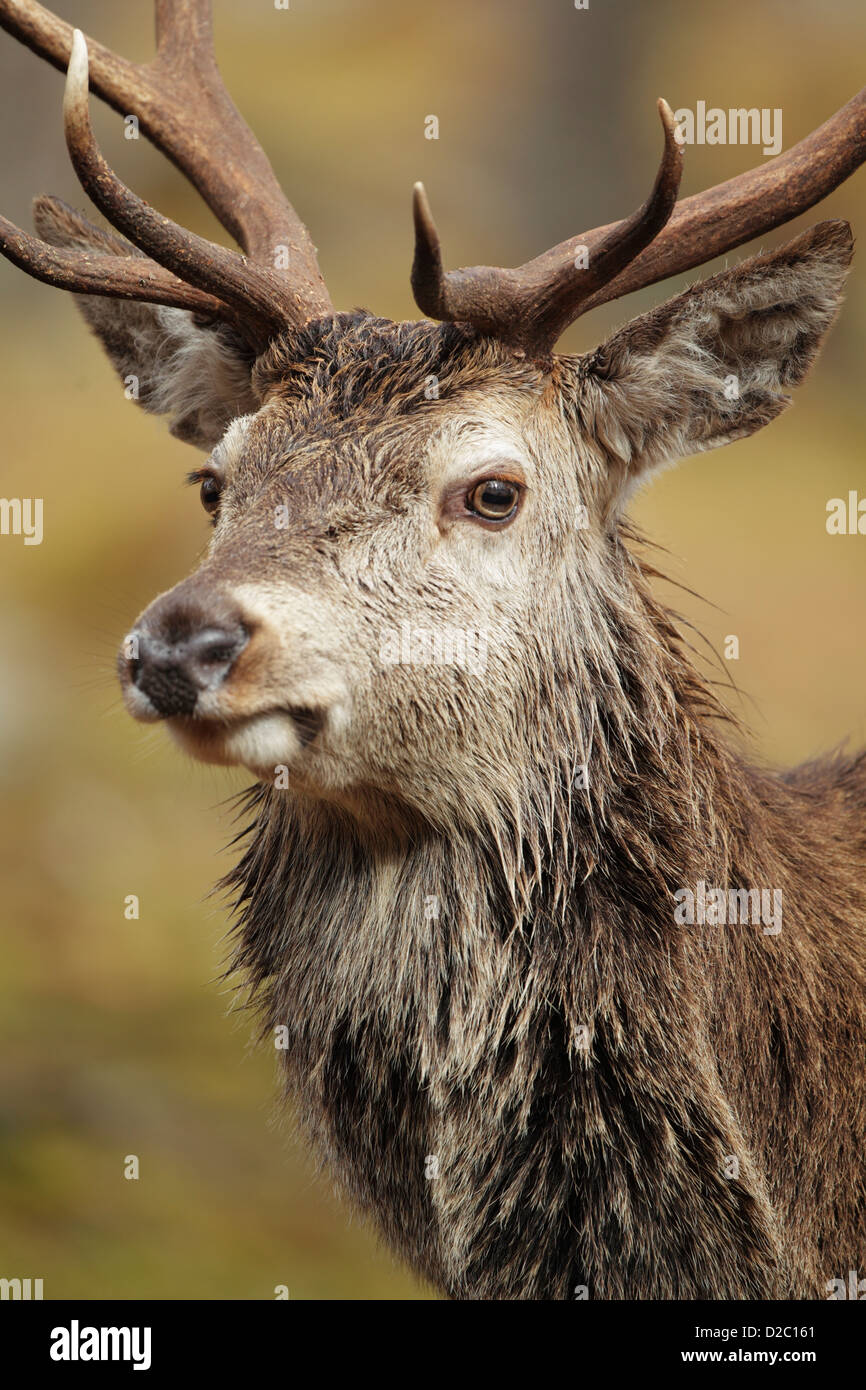 Giovani Red Deer cervo (Cervus elaphus) chiudere il raccolto che mostra il viso, testa, rack e collo Foto Stock