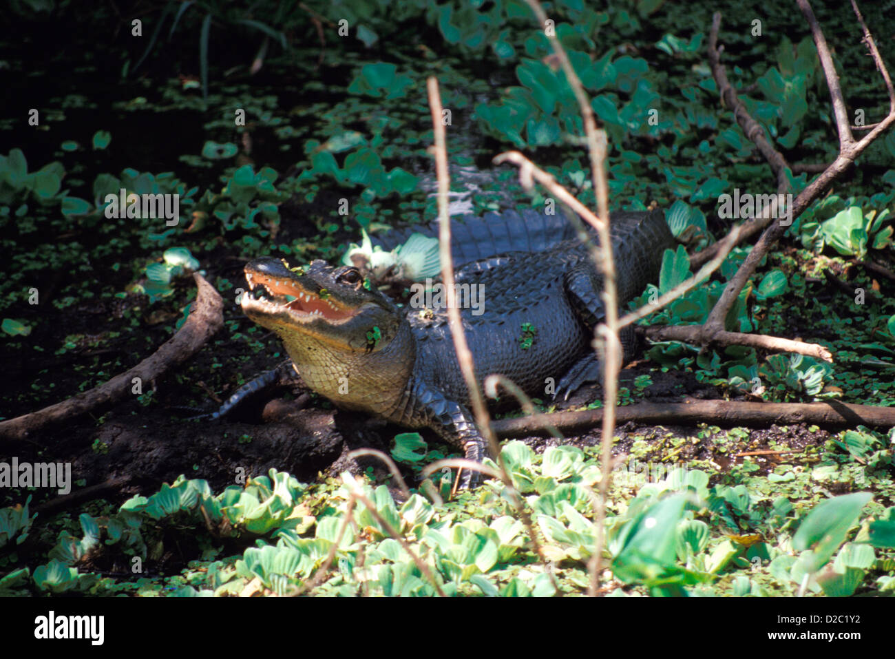 Florida, cavatappi Swamp Wildlife Sanctuary. Alligatore Eight-Foot Foto Stock