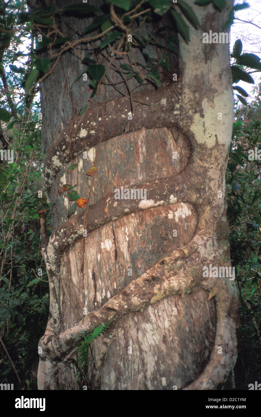 Florida, Fakahatchee Strand membro preservare. Strangler Fig su Cipresso. Foto Stock