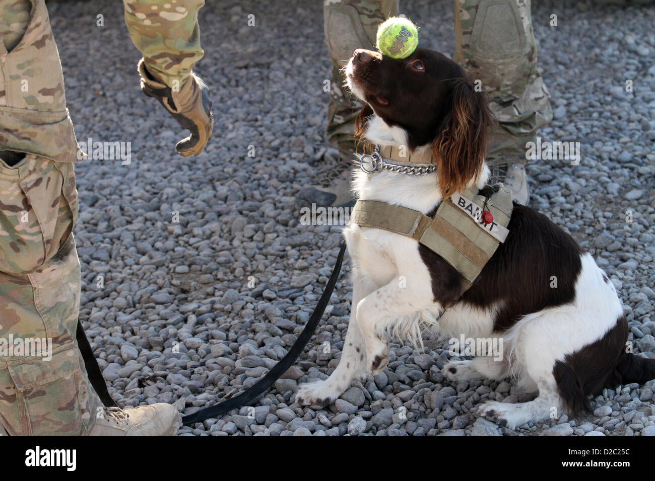 Bandit, un militare di cane da lavoro equilibra una palla da tennis sul suo naso durante una operazione di sicurezza gennaio 19, 2-13 nella provincia di Farah, Afghanistan. Foto Stock