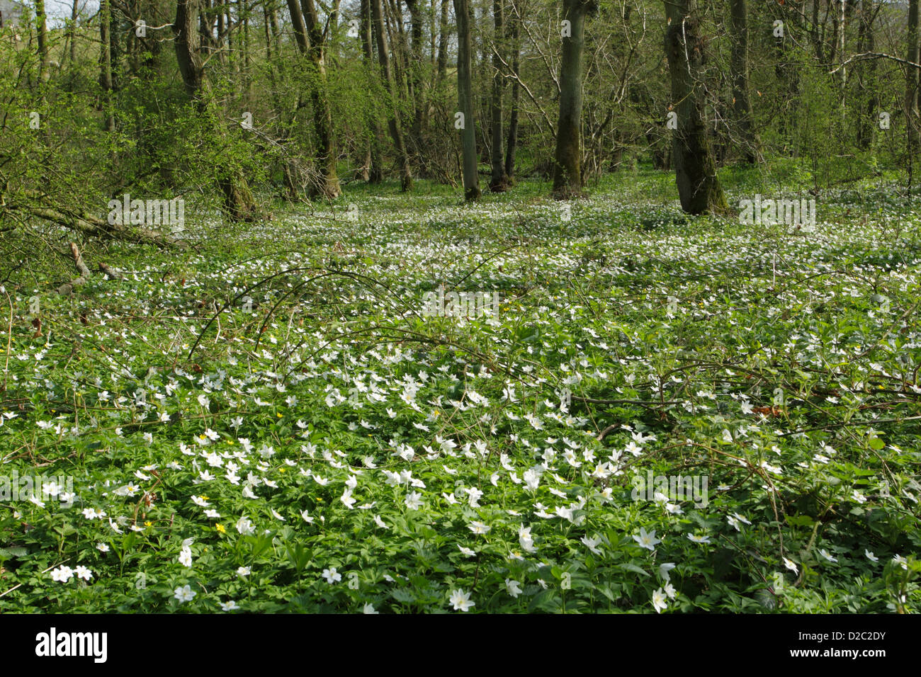 Anemoni di legno (Anemone nemorosa ,) a copertura di un pavimento di bosco in primavera Foto Stock