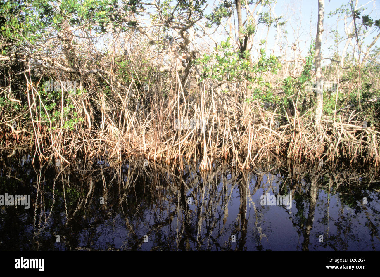 Florida. Ding Darling National Wildlife Refuge. La foresta di mangrovie. Foto Stock