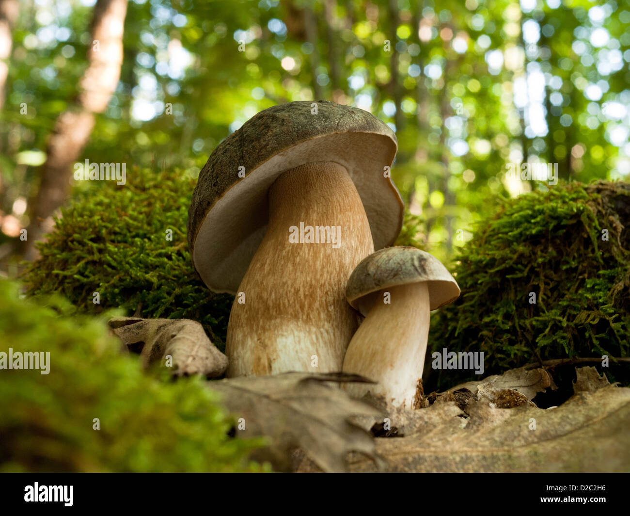 Il Pep, il Penny Bun, il Piccini - tutti usati per descrivere il Boletus edulis o il Boletus aureus, altamente apprezzati per le sue qualità culinarie Foto Stock