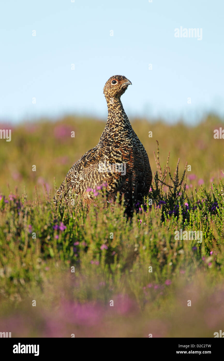 Red Grouse (Lagopus lagopus scotica) femmina piedi tra heather in North York Moors National Park Foto Stock