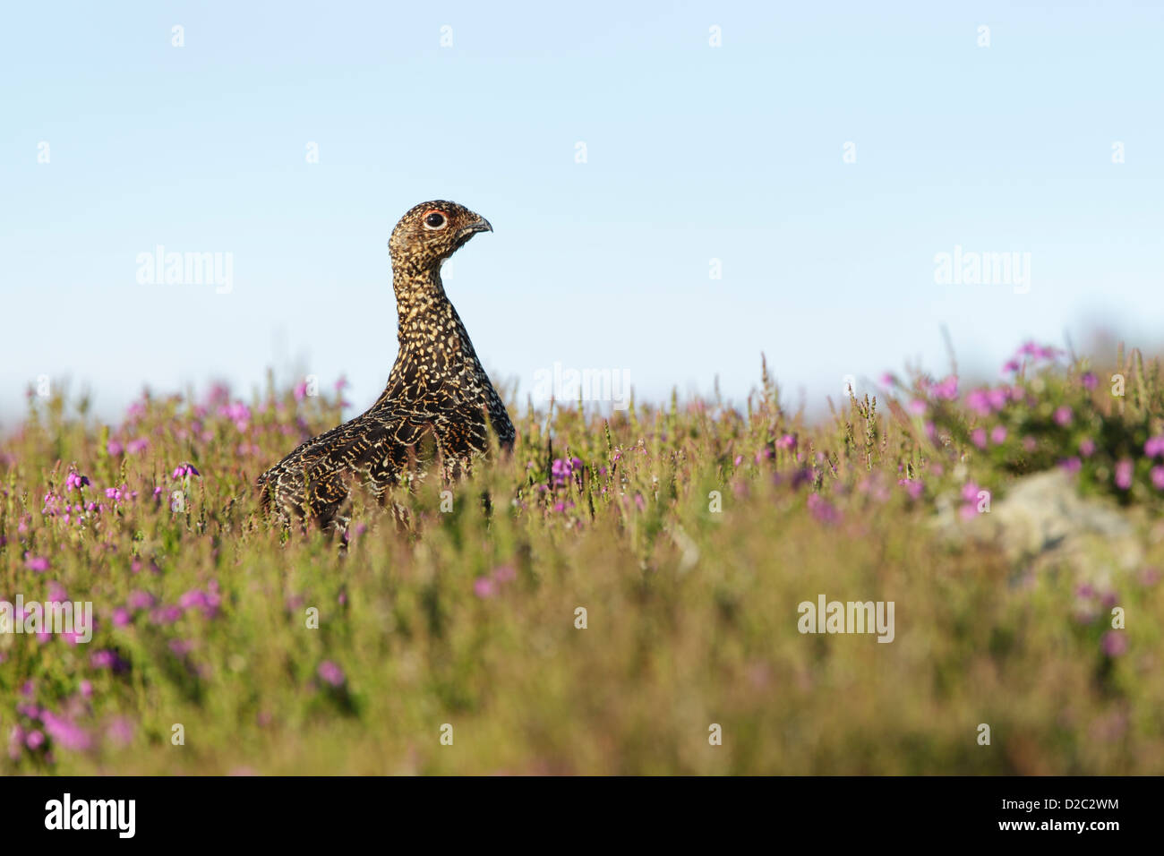 Red Grouse (Lagopus lagopus scotica) femmina piedi tra heather in North York Moors National Park Foto Stock