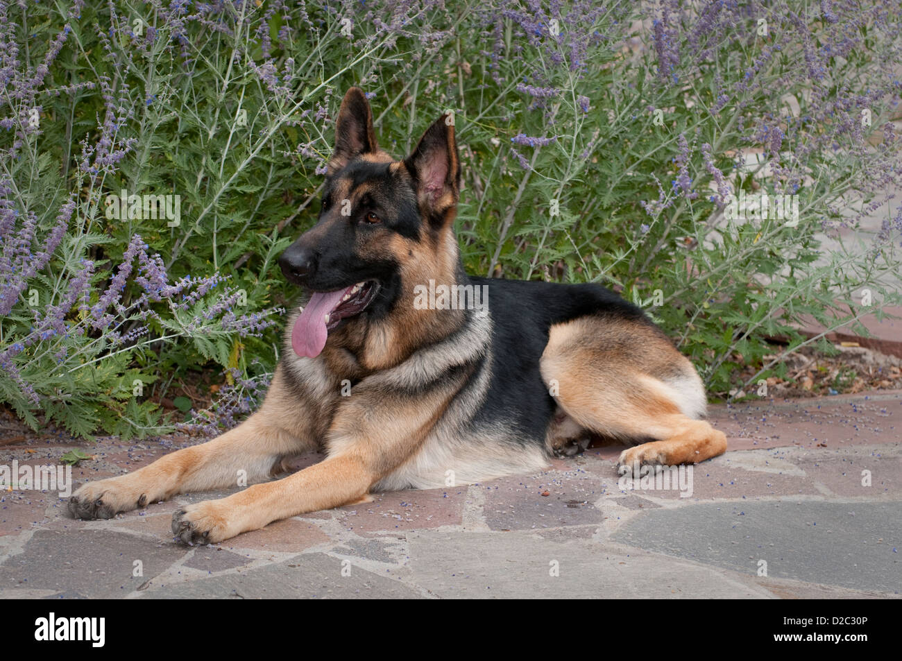 Pastore Tedesco cane sdraiato Foto Stock