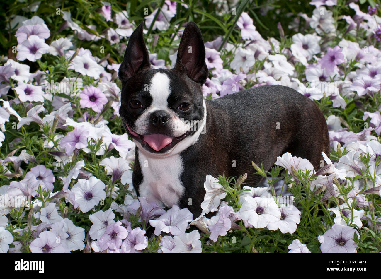 Boston Terrier in piedi di fiori Foto Stock