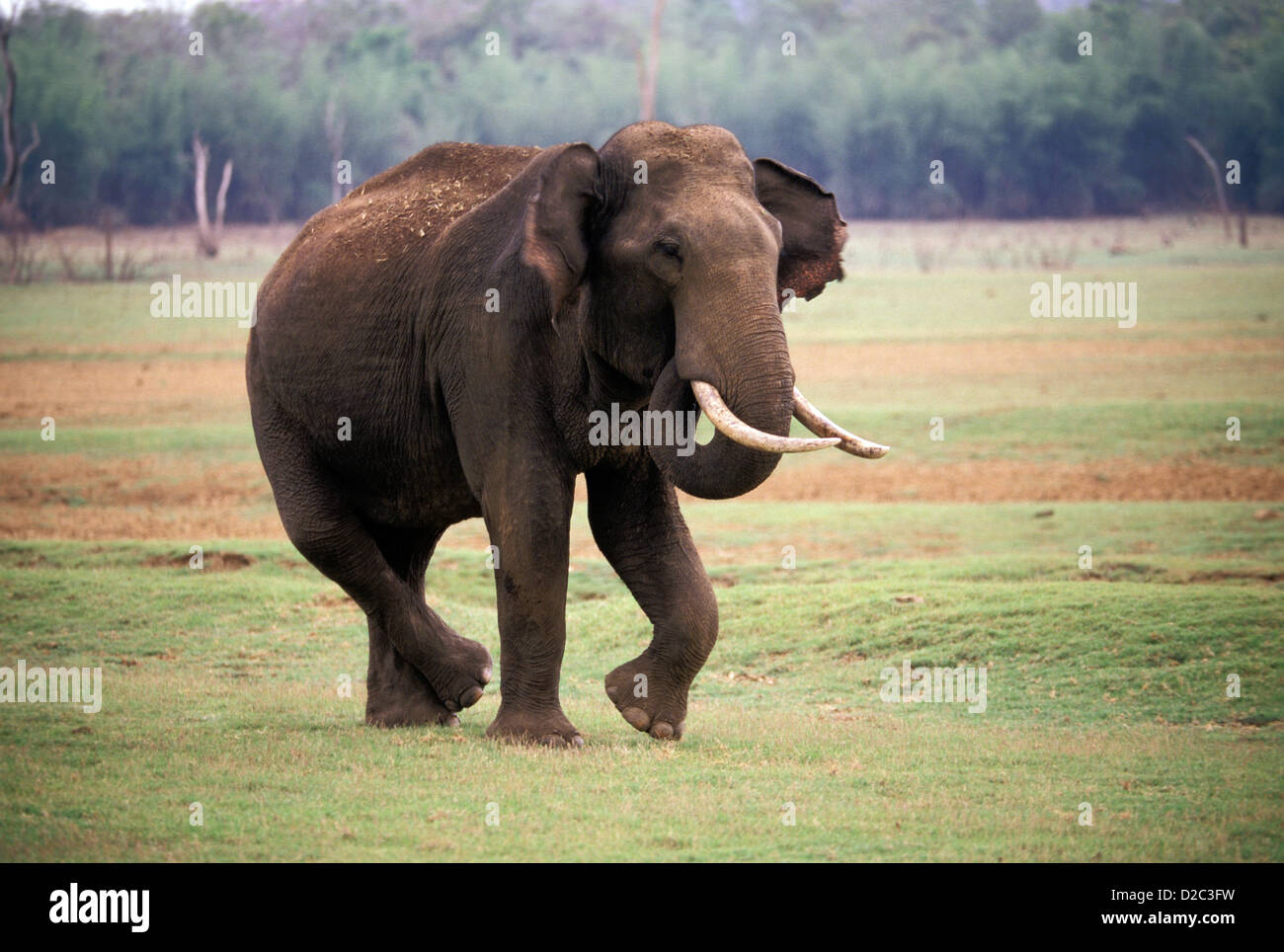 L'elefante indiano con zanne. Elephas maximus. Foto Stock