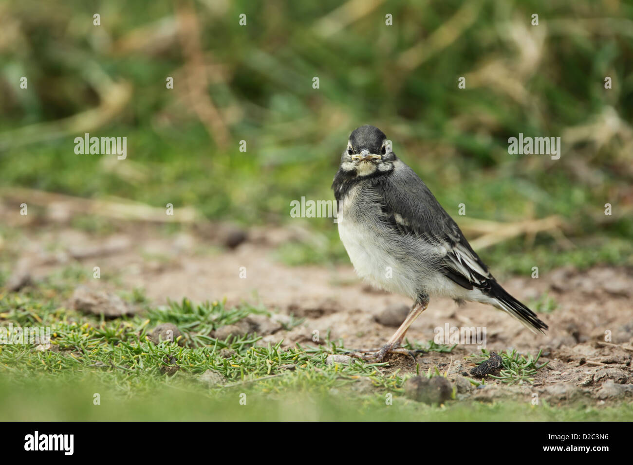 Un bambino pied wagtail (Motacilla alba) in piedi sul suolo Foto Stock