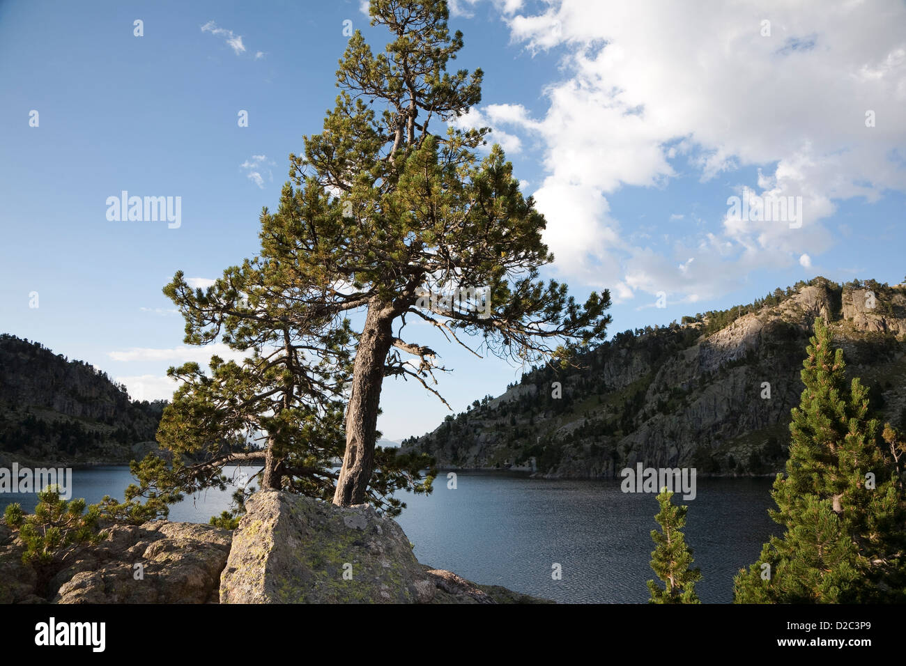 Alberi di pino su Estany Major de Colomers in Aigüestortes i Estany de Sant Maurici National Park - Lleida, Cataolina, Spagna Foto Stock