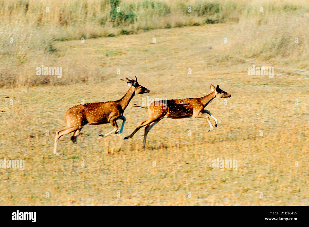 Esecuzione avvistato cervi a Bandhavgadh Wild Life Santuario, Madhya Pradesh, India. Foto Stock
