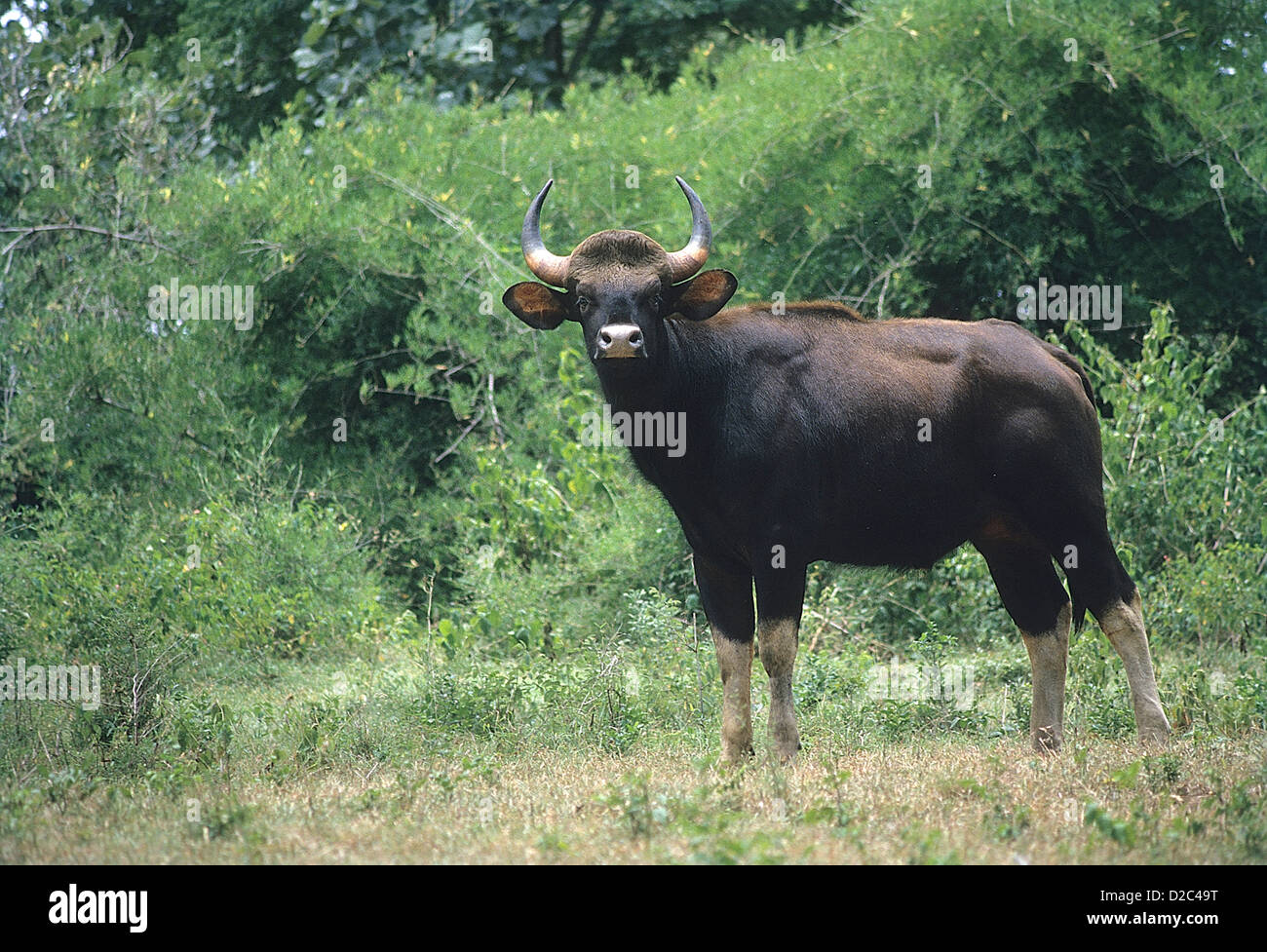 Gaur (Bos gaurus), Bandipur Wildlife Sanctuary , Karnataka, India Foto Stock