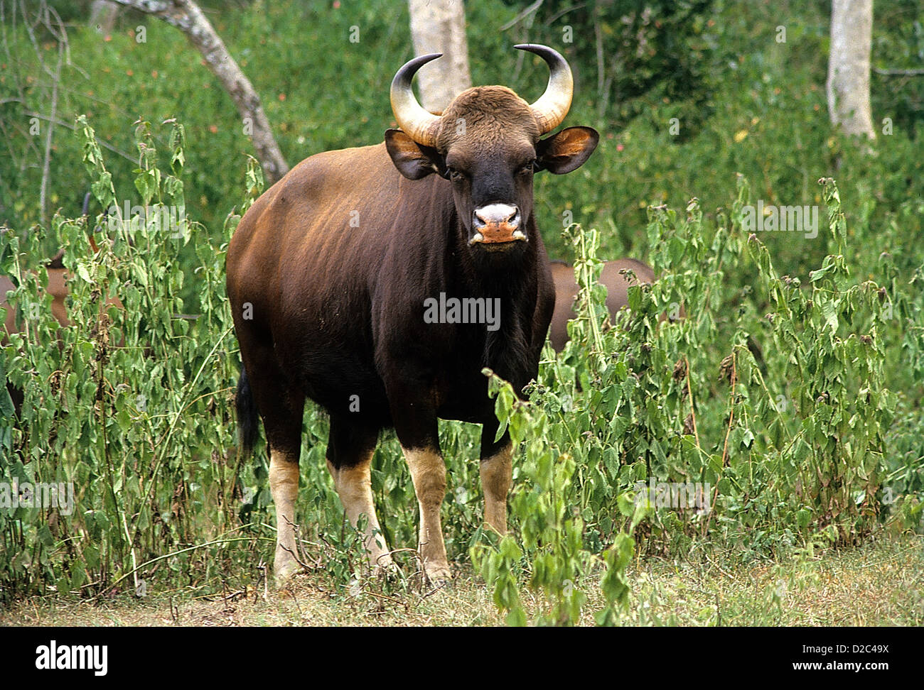 Gaur (Bos gaurus), Bandipur Wildlife Sanctuary , Karnataka, India Foto Stock