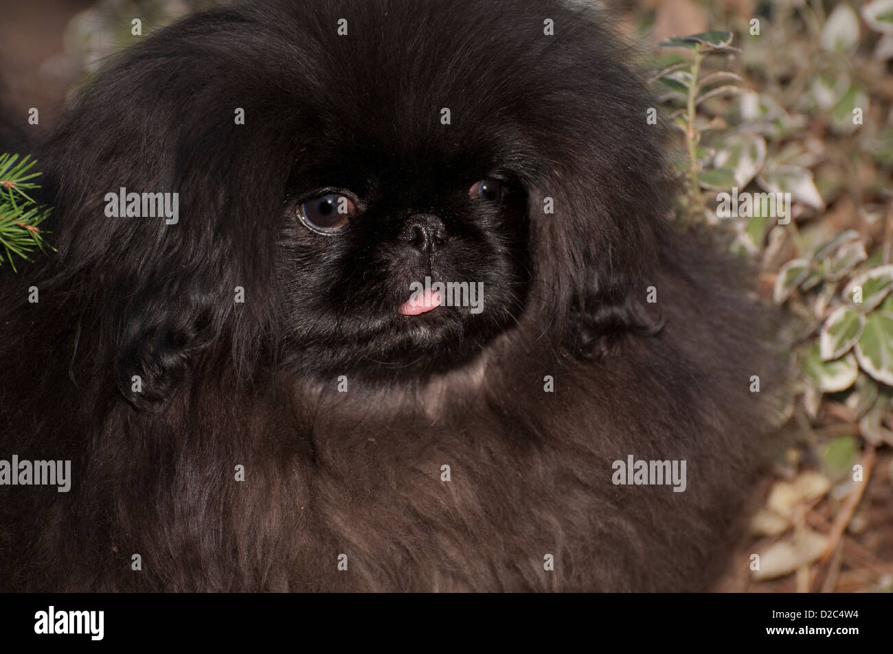 Colpo alla testa di nero Pekingese cucciolo Foto Stock
