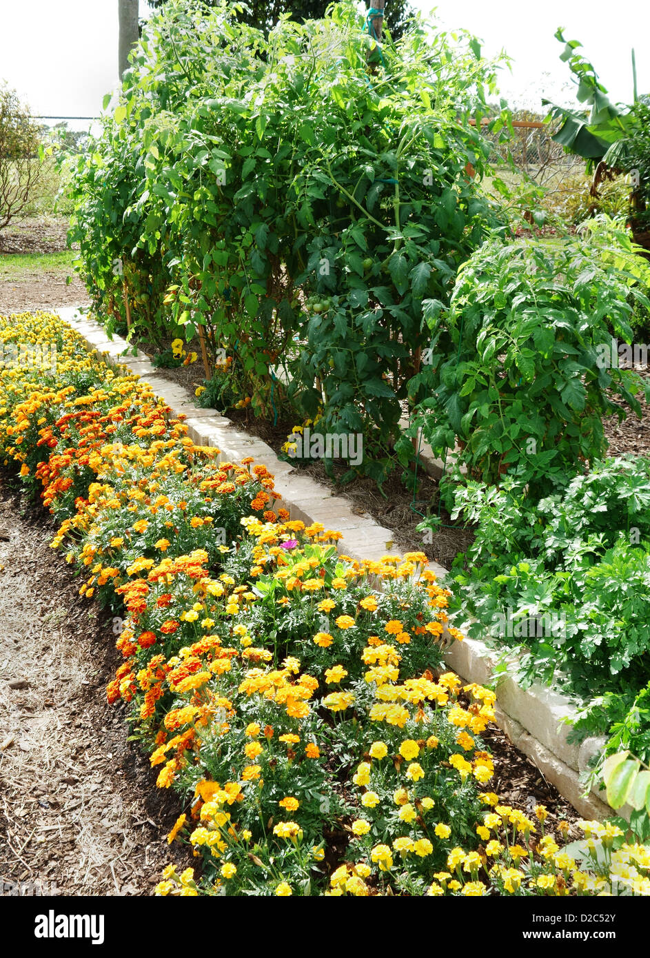 Le calendule cresce accanto a piante di pomodoro. Compagno di piantagione per dissuadere i parassiti. Foto Stock