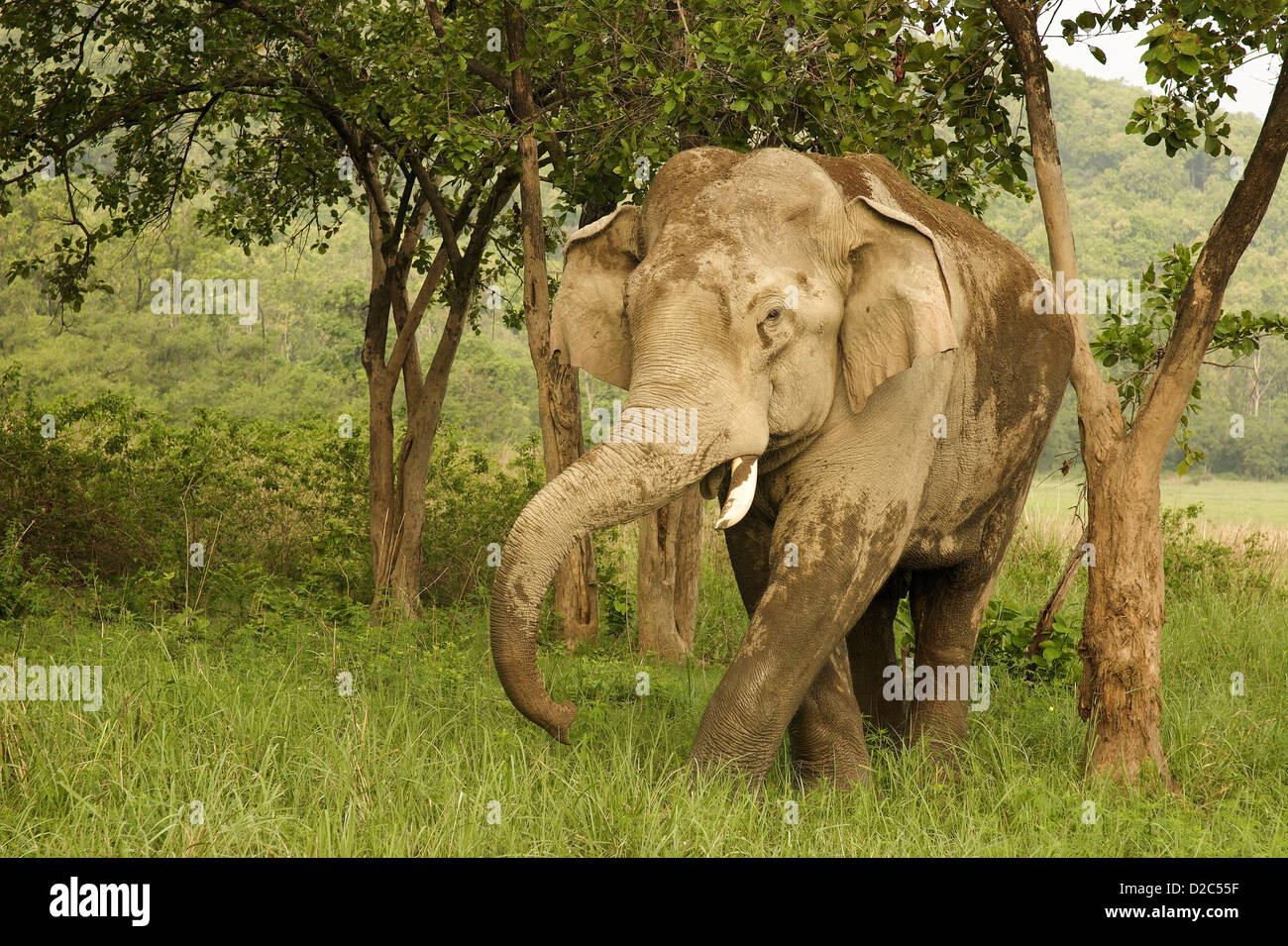 Elefante asiatico Elephas maximus coperto di fango, Corbett Riserva della Tigre, Uttaranchal, India Foto Stock