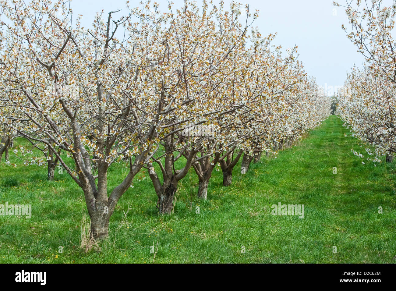 Fioritura Cherry Orchard a Mason county, Michigan, Stati Uniti d'America Foto Stock